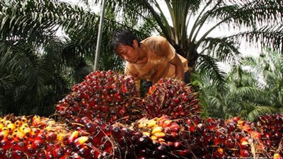 ارتفاع واردات الهند من زيت النخيل 24% مارس الماضي