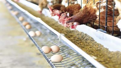 أسعار الدواجن والبيض بمنتصف تعاملات اليوم الأحد 16 أبريل 2023