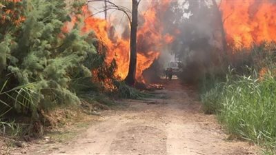 حريق 750 هكتارًا من غابات فرنسا.. والرياح تعيق جهود الإنقاذ