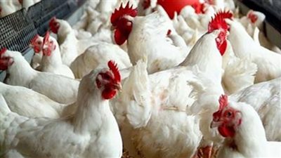 أسعار الدواجن اليوم الإثنين