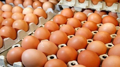 أسعار كرتونة البيض اليوم الإثنين في المزرعة