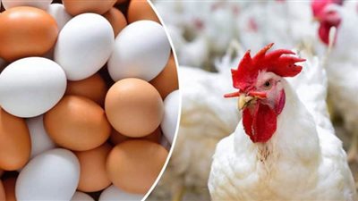 أسعار الدواجن والبيض اليوم الخميس