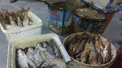 بيطري المنيا..ضبط 149 كيلو أسماك مملحة فاسدة