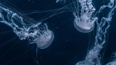 اكتشاف مخلوق مخيف يملك 24 عينا (فيديو)