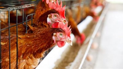 مفاجأة في سعر البانيه.. أسعار الدواجن ثالث أيام عيد الفطر