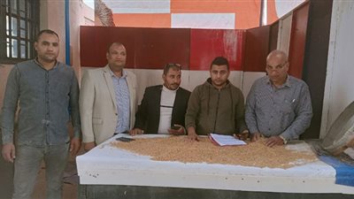 صوامع بني سويف تبدأ استلام القمح المحلي