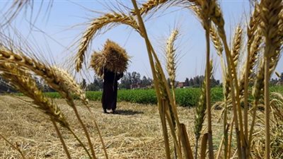 ارتفاع معدل توريد القمح المحلي إلى 70 ألف طن