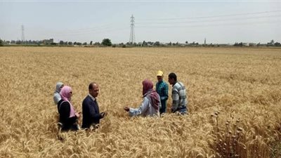 مزارع القمح تتزين لبدء موسم الحصاد 2023