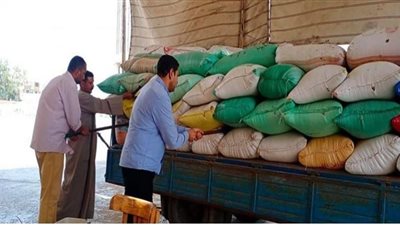 حصاد 10 آلاف فدان قمح وتوريد 1227 طنًا للصوامع والشون بكفرالشيخ