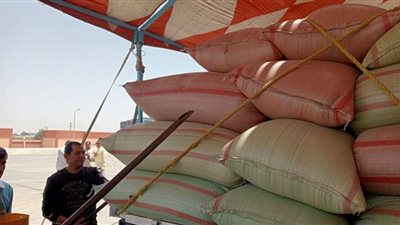 استلام 146 ألف طن قمح عبر 420 موقع علي مستوي الجمهورية حتي الآن