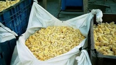 بلاغ للنائب العام ضد مُربي دواجن