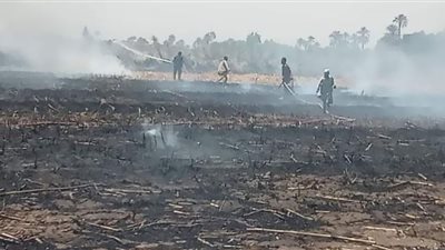 حريق يلتهم 4 أفدنة ونصف منزرعة بالقصب والقمح بقنا