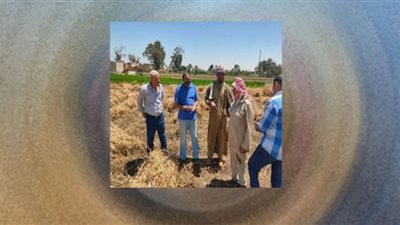متابعة حصاد وتوريد القمح في محافظة بني سويف اليوم الجمعة
