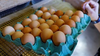 أسعار كرتونة البيض اليوم السبت في المزرعة