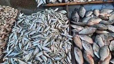 أسعار الأسماك اليوم .. والبوري بـ70 جنيهاً