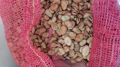 أسعار الفول اليوم السبت عند التاجر