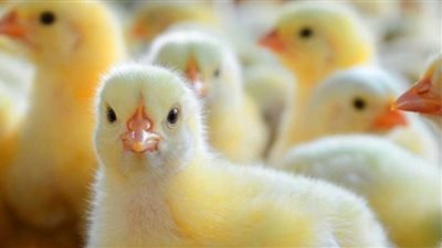 الأبيض يقفز.. أسعار الكتاكيت اليوم الأحد في المزرعة