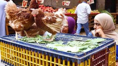 أسعار الدواجن اليوم الإثنين
