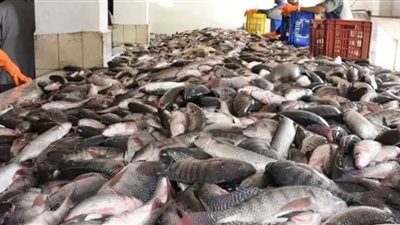 أسعار الأسماك اليوم الاثنين