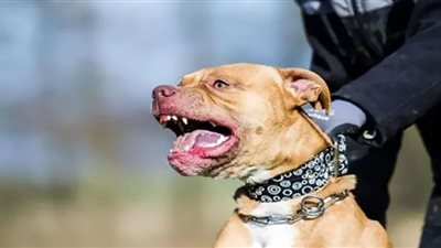 عقوبات قاسية لحيازة الكلاب الخطرة (شاهد)