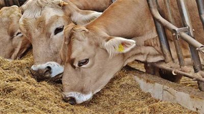 بعد القفزات الأخيرة.. أسعار الأعلاف في مصر اليوم الإثنين