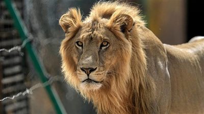 أسد يُنهي حياة صبي في حديقة حيوان