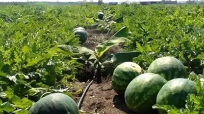 المناخ المتحكم الأول في إنتاج الفاكهة.. محاصيل قبل اَوانها