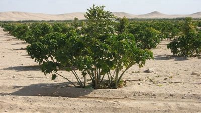 وزيرة البيئة تستعرض جهود تنفيذ مبادرة 100 مليون شجرة