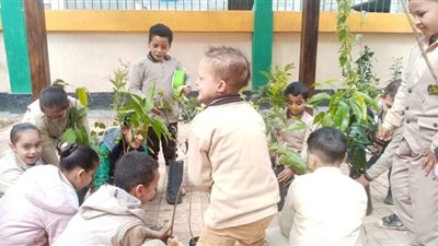 استمرار زراعة الأشجار المثمرة بالميادين والشوارع والمدارس بكفرالشيخ