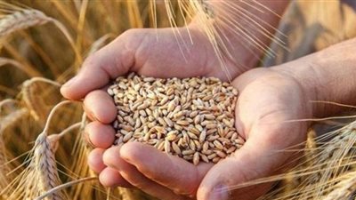 تحديد سعر توريد القمح يحسن دخل الفلاح (شاهد)