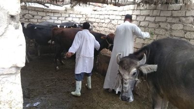 تحصين 70 ألف رأس ماشية ضد الحمى القلاعية بالإسكندرية