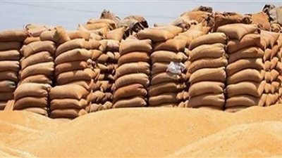 وكيل زراعة الغربية: عمليات توريد القمح ضعف العام الماضى