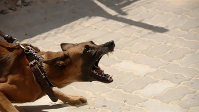 النيابة العامة تثمن جهود إصادر قانون لتنظيم حيازة الحيوانات الخطرة والكلاب