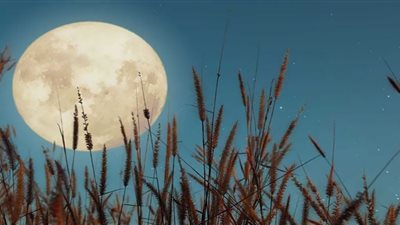 قمر الذرة يظهر في السماء مساء اليوم