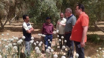 مكافحة الآفات تتابع محصولي البلح والزيتون في مطروح