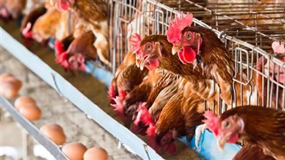 ارتفاع أسعار كرتونة البيض اليوم الأحد في المزرعة