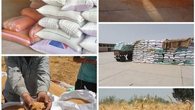 توريد 84 آلاف طن قمح لصوامع وشون البحيرة  