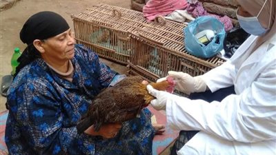 تحصين 977 طائر ضد مرض أنفلونزا الطيور بالفيوم 