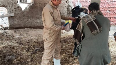 بيطرى الإسماعيلية: حملة تطعيم مكبرة للماشية والاغنام 
