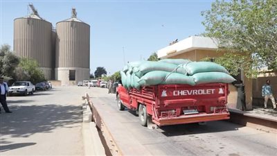 استلام 52 ألفا و670 طن قمح بصوامع وشون بنى سويف 