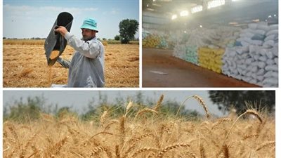 توريد 94 ألف طن قمح لشون وصوامع البحيرة 