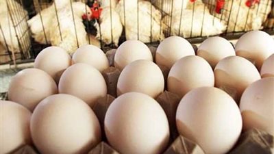 أسعار كرتونة البيض اليوم الثلاثاء
