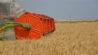 توريد 19 ألف طن من محصول القمح بالإسماعيلية 