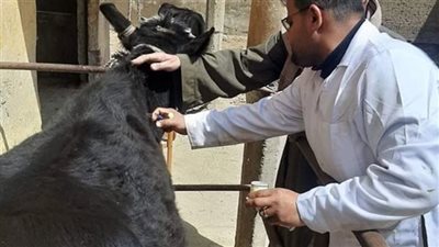 تحصين 118200 من الثروة الحيوانية ببني سويف