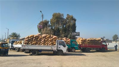 توريد 147 ألف طن قمح بشون وصوامع المنيا