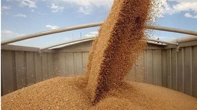   محافظ الإسكندرية: توريد 35 ألف طن قمح بجميع المواقع التخزين 