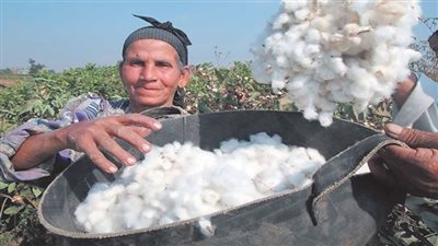 «الذهب الأبيض».. إلى أين؟!