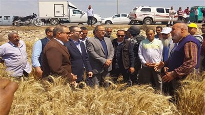 توريد 102621 طناً و 984 كجم قمح لـ22 موقعًا بكفرالشيخ
