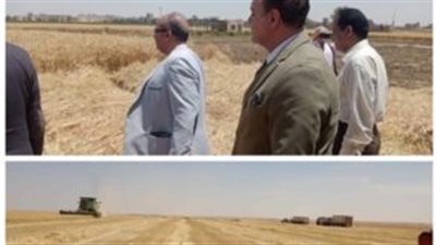 التنمية المحلية تتابع حصاد وتوريد محصول القمح بالمنيا 