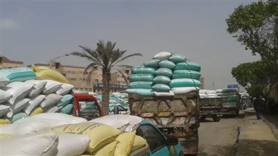 توريد 102 ألف طن قمح بكفرالشيخ